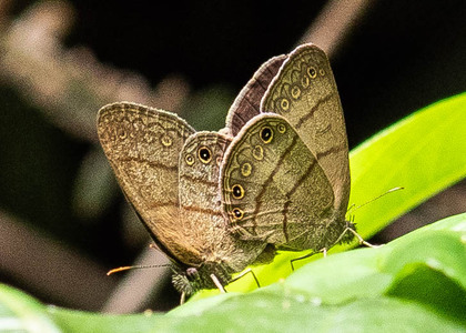 The butterfly Hermeuptychia hermes photographed in Alto Portillo, Rio Negro,Peru