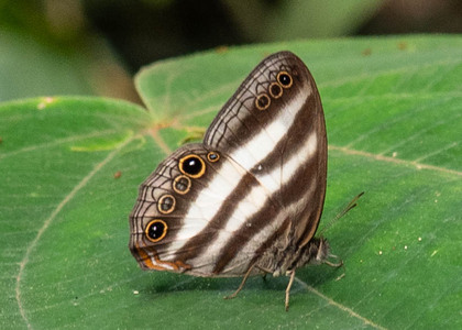 The butterfly Pareuptychia hesionides photographed in Alto Portillo, Rio Negro,Peru