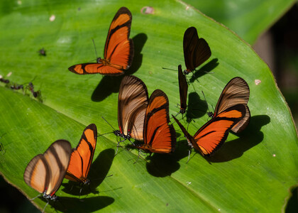 The butterfly Eueides lybia lybia photographed in Peru