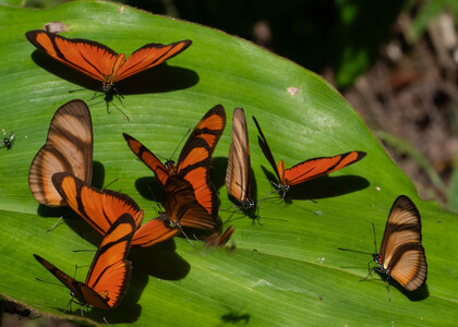 The butterfly Eueides lybia lybia photographed in Peru