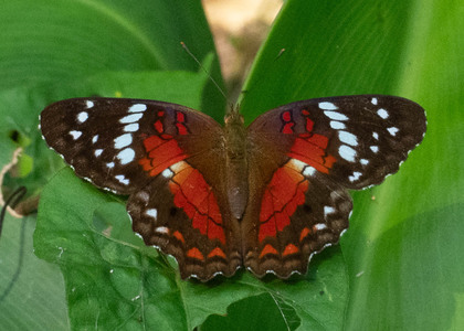 The butterfly Anartia amathea sticheli photographed in Rio Bertha, Marankiari,Peru