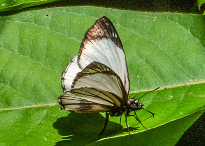 The butterfly Heliopetes alana photographed in Rio Bertha, Marankiari,Peru
