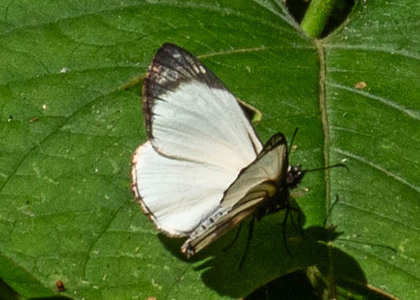 The butterfly Heliopetes alana photographed in Peru