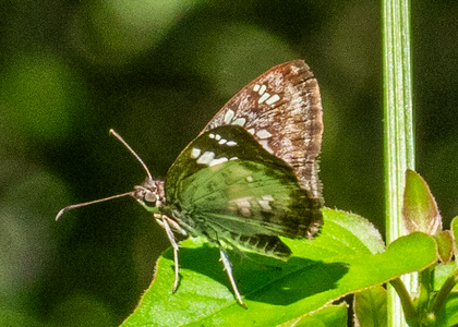 The butterfly Xenophanes tryxus photographed in Alto Portillo, Rio Negro,Peru
