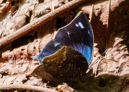The butterfly Memphis glauce photographed in Peru