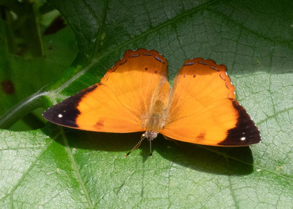 The butterfly Nica flavilla photographed in Peru