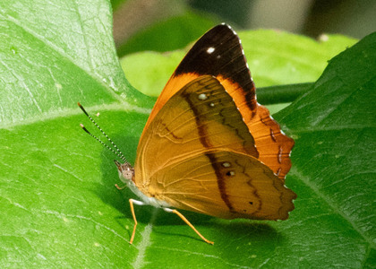 The butterfly Nica flavilla photographed in Peru