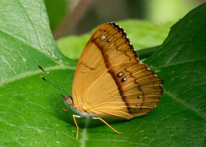 The butterfly Nica flavilla photographed in Rio Bertha, Marankiari,Peru