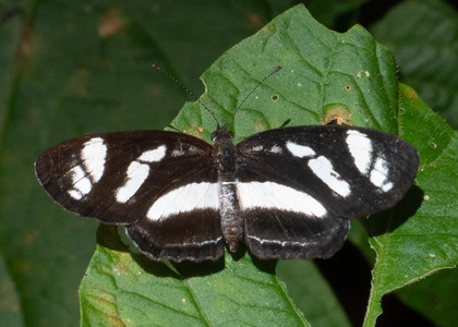 The butterfly Eresia nauplius photographed in Rio Bertha, Marankiari,Peru