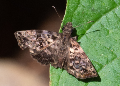 The butterfly Gorgythion begga photographed in Peru
