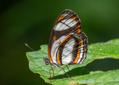 The butterfly Eresia nauplius photographed in Peru