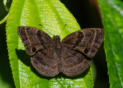 The butterfly Trina geometrina photographed in Rio Bertha, Marankiari,Peru