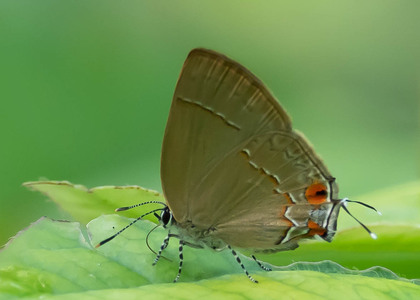 The butterfly Lamprospilus orcidia photographed in Rio Bertha, Marankiari,Peru