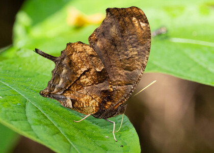 The butterfly Consul fabius photographed in Peru