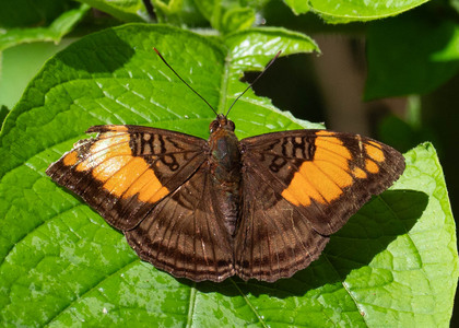 The butterfly Adelpha mesentina photographed in Peru