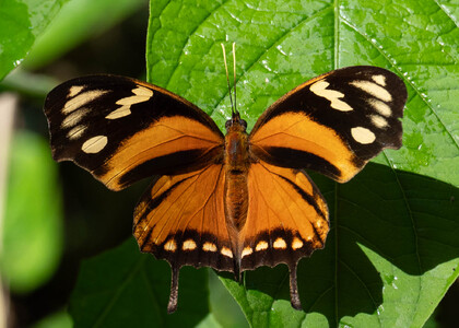 The butterfly Consul fabius photographed in Peru