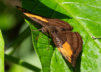 The butterfly Adelpha mesentina photographed in Peru