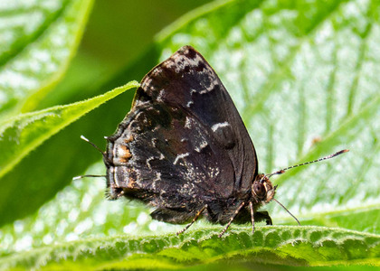 The butterfly Ocaria ocrisia photographed in Peru