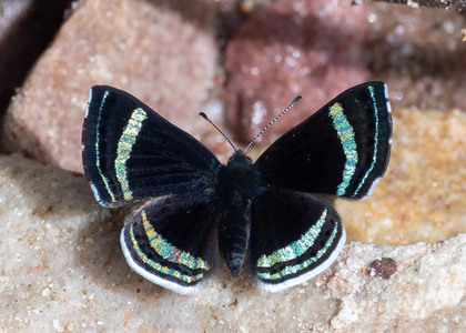 The butterfly Chalodeta theodora photographed in Rio Bertha, Marankiari,Peru