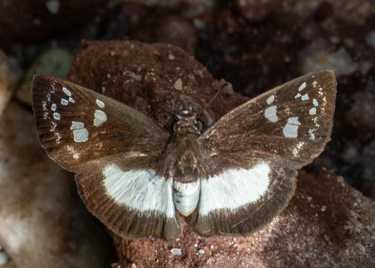 The butterfly Milanion pilumnus photographed in Rio Bertha, Marankiari,Peru