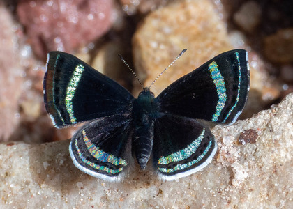 The butterfly Chalodeta theodora photographed in Peru
