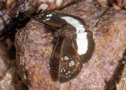 The butterfly Milanion pilumnus photographed in Peru