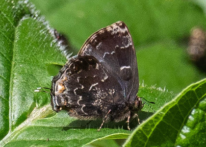 The butterfly Ocaria ocrisia photographed in Rio Bertha, Marankiari,Peru