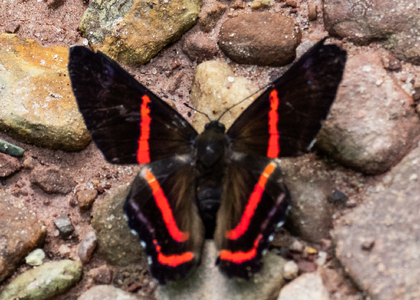The butterfly Ancyluris tedea photographed in Rio Bertha, Marankiari,Peru