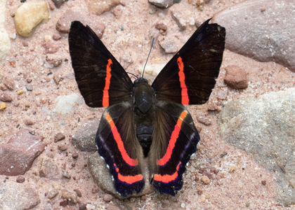 The butterfly Ancyluris tedea photographed in Peru
