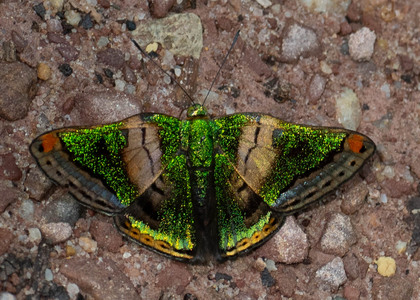 The butterfly Caria mantinea mantinea photographed in Peru