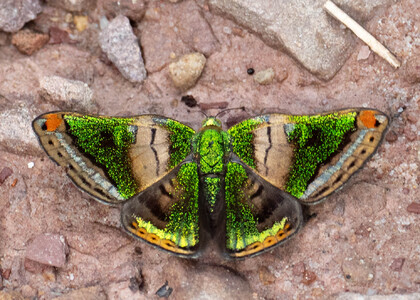 The butterfly Caria mantinea mantinea photographed in Rio Bertha, Marankiari,Peru