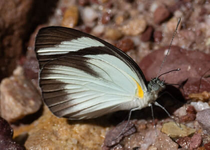 The butterfly Itaballia demophile lucania photographed in Peru