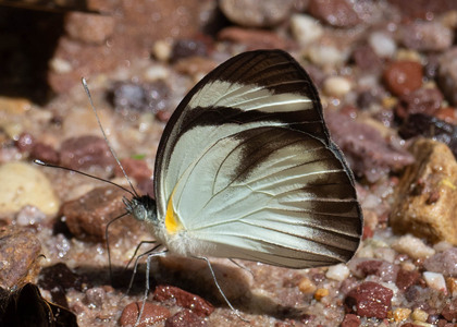 The butterfly Itaballia demophile lucania photographed in Peru