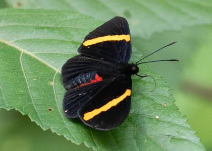 The butterfly Melanis marathon photographed in Peru