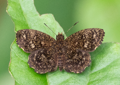 The butterfly Perus minor photographed in Peru