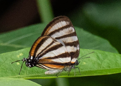 The butterfly Arawacus separata photographed in Peru