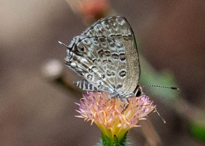 The butterfly Strymon astiocha photographed in Rio Bertha, Marankiari,Peru