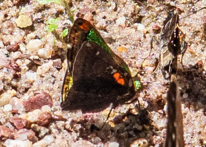 The butterfly Caria mantinea mantinea photographed in Peru