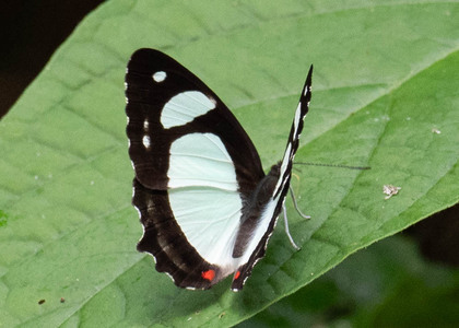 The butterfly Pyrrhogyra otolais seitzi photographed in Peru