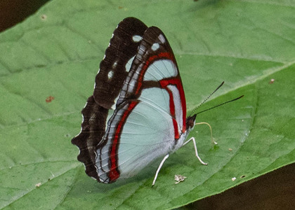 The butterfly Pyrrhogyra otolais seitzi photographed in Rio Bertha, Marankiari,Peru