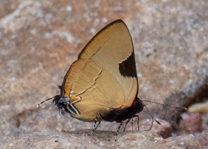 The butterfly Calycopis wolfii photographed in Rio Bertha, Marankiari,Peru