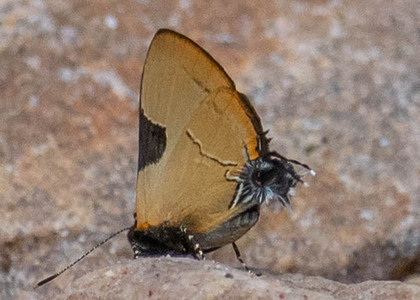 The butterfly Calycopis wolfii photographed in Peru