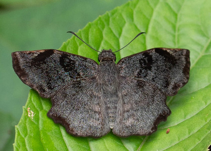 The butterfly Antigonus erosus photographed in Rio Bertha, Marankiari,Peru