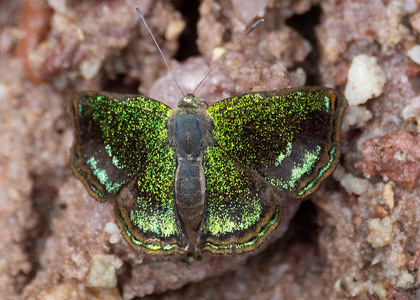 The butterfly Caria sponsa photographed in Peru