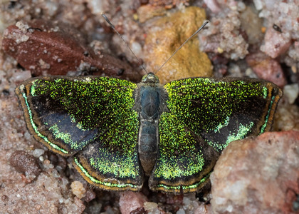 The butterfly Caria sponsa photographed in Peru