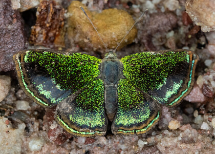 The butterfly Caria sponsa photographed in Peru