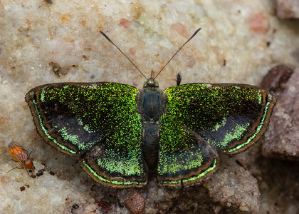 The butterfly Caria sponsa photographed in Rio Bertha, Marankiari,Peru