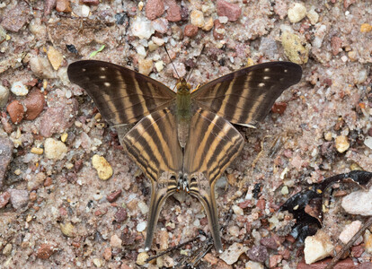 The butterfly Marpesia chiron marius photographed in Peru