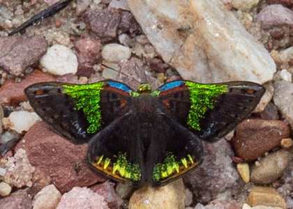 The butterfly Caria trochilus photographed in Rio Bertha, Marankiari, Peru