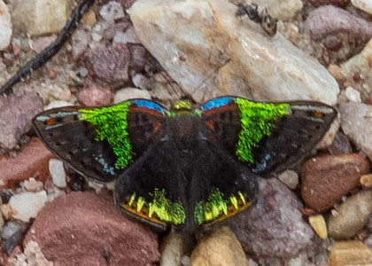 The butterfly Caria trochilus photographed in Peru
